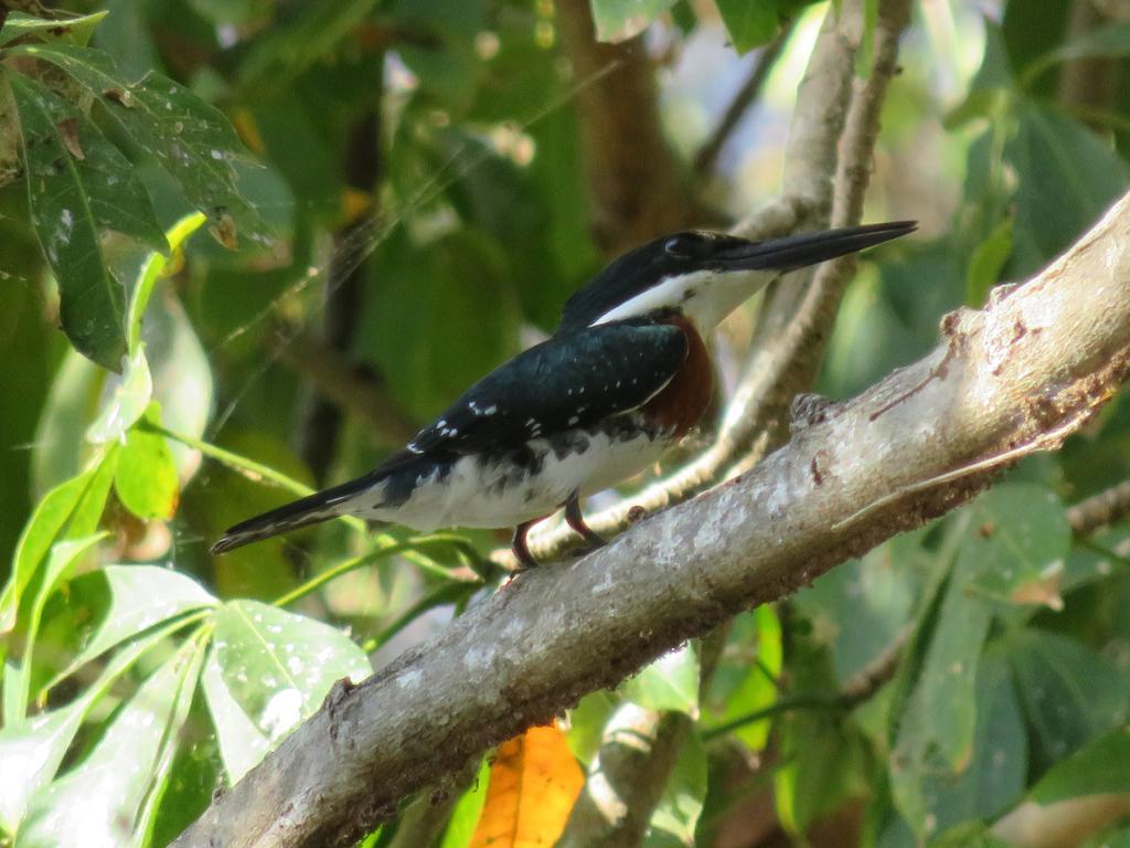Finca La Magia Ometepe Esterno foto