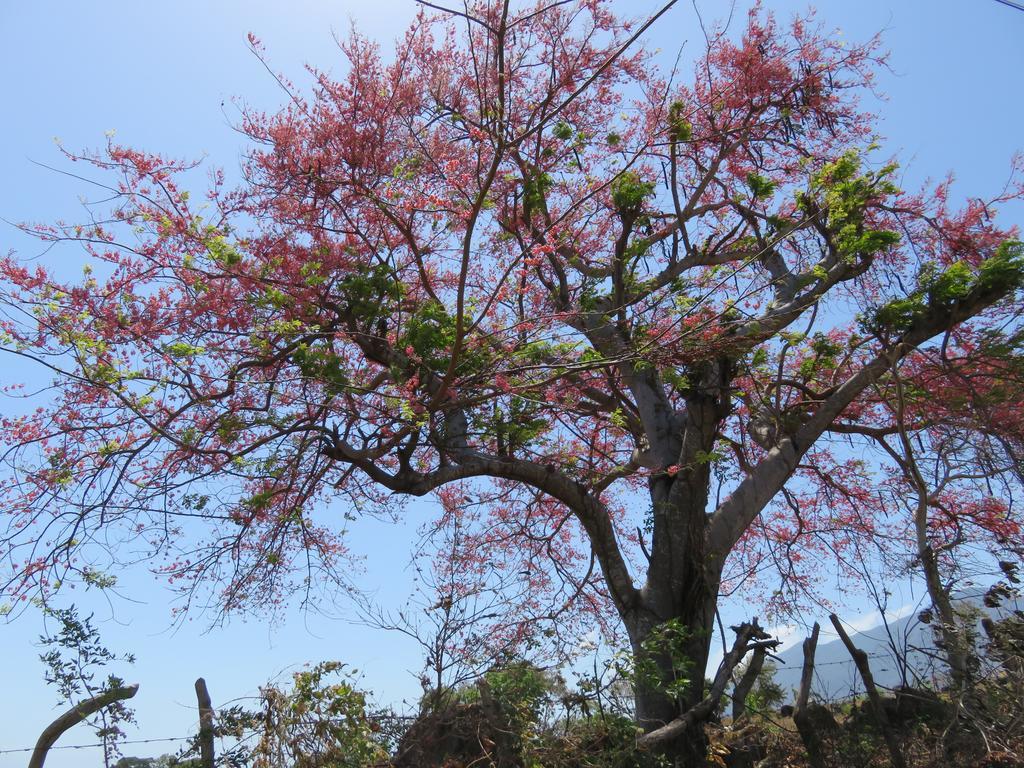 Finca La Magia Ometepe Esterno foto