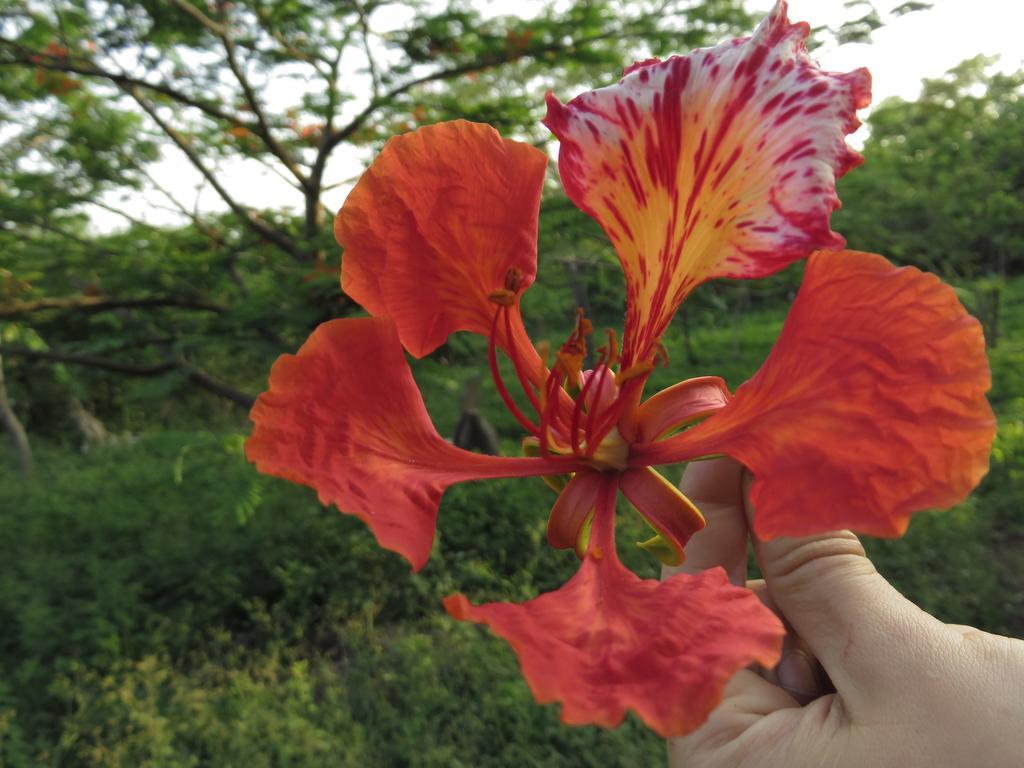 Finca La Magia Ometepe Esterno foto