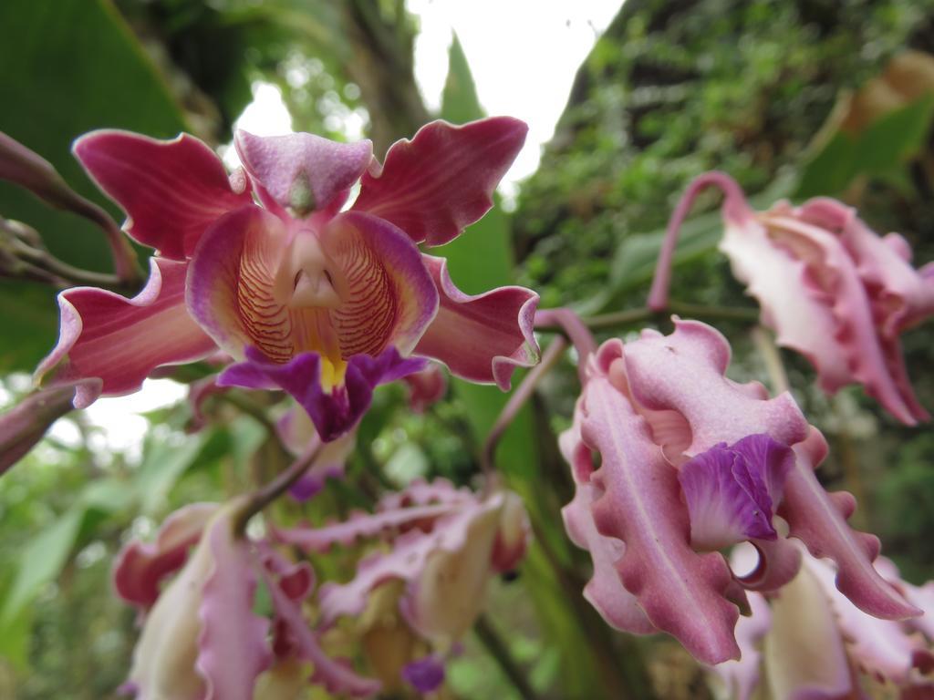 Finca La Magia Ometepe Esterno foto